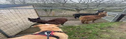Mixed Breed dogs for sale: Crowley – Loving Lab×GWP Seeking Experienced Home in Bradford - Advert 9