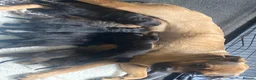 Mixed Breed dogs for sale: ROTTWEILER cross bullmastiff  in Preston - Advert 2