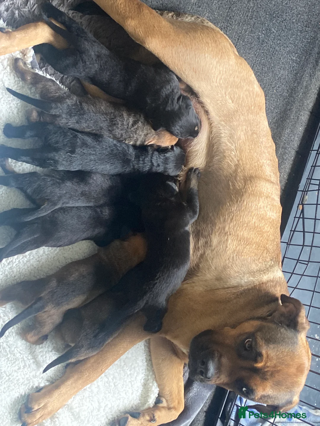 Mixed Breed dogs for sale: ROTTWEILER cross bullmastiff  in Preston - Advert 2
