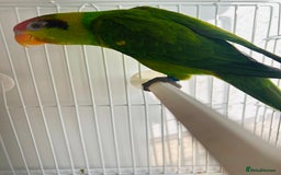 Lorikeets birds for sale: PROVEN pair iris lorikeet RARE!! - Image 9