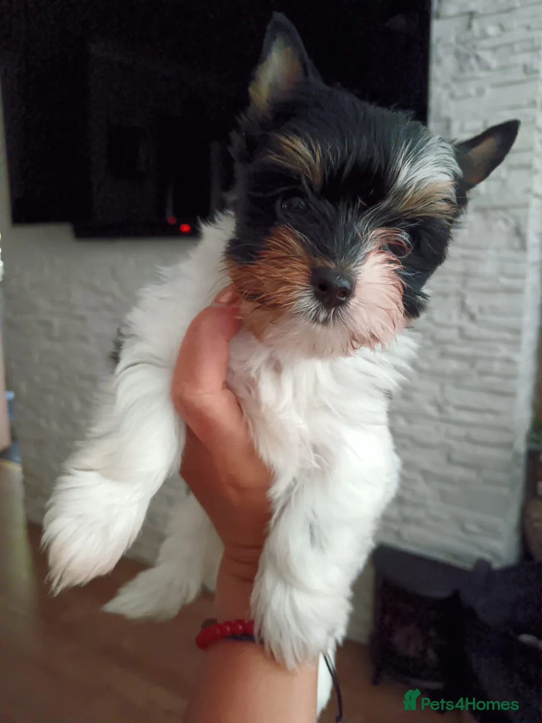 Biewer Terrier dogs for sale: Yorkshire Terrier Biewer  - Advert 2