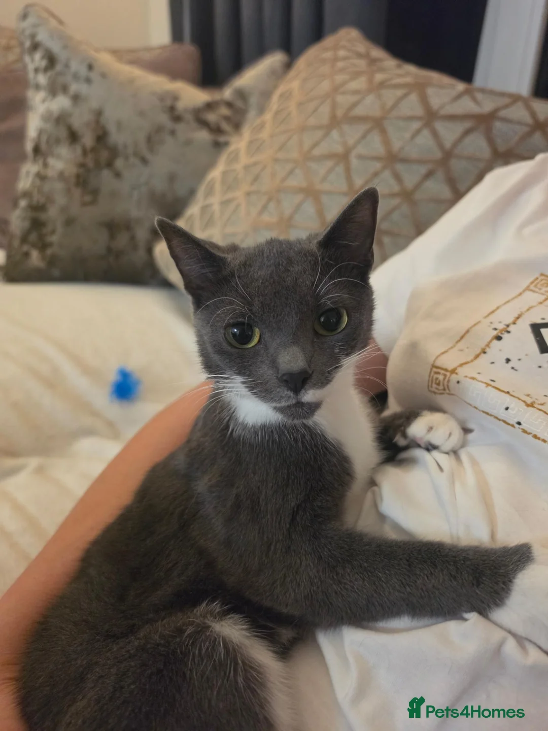 Mixed Breed cats for sale: Chin Chin in High Wycombe - Advert 2