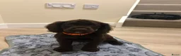 Cocker Spaniel dogs for sale: KC cocker spaniel puppies  - Advert 14