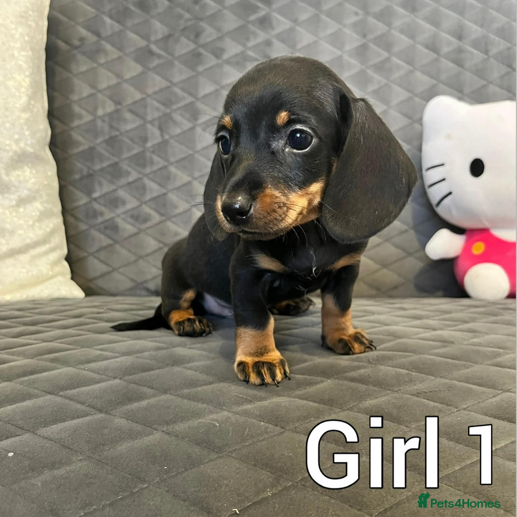 Miniature Dachshund dogs Miniature Dachshund - Advert 3