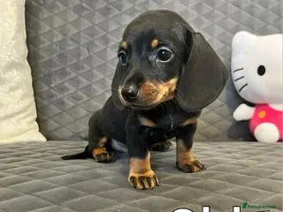 Miniature Dachshund dogs Miniature Dachshund - Advert 18