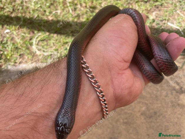 Snake reptiles Musurana bicolor  - Advert 2