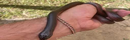 Snake reptiles for sale: Musurana bicolor  in Solihull - Advert 1