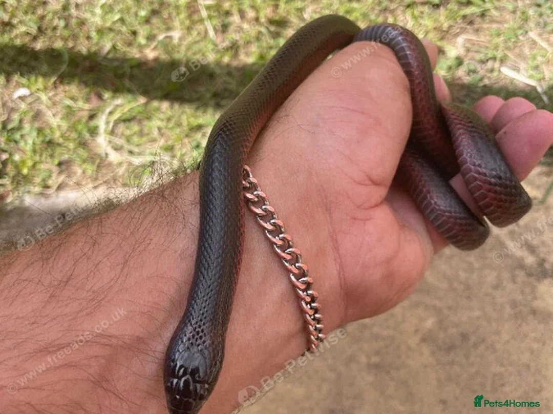 Snake reptiles for sale: Musurana bicolor  in Solihull - Advert 1
