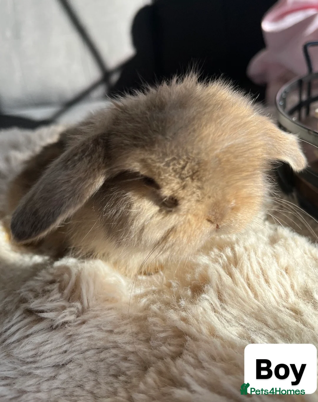 Mini Lop rabbits for sale: Mini Lops looking for their forever home 🏡 - Advert 1