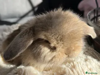 Mini Lop rabbits Mini Lops looking for their forever home 🏡 - Advert 3