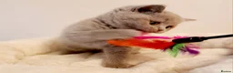 British Shorthair cats for sale: Beautiful British Shorthair Males & Females - Advert 11