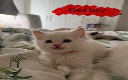 Ragdoll cats for sale: 8 ragdoll kittens, flame point, seal & blue point - Image 18