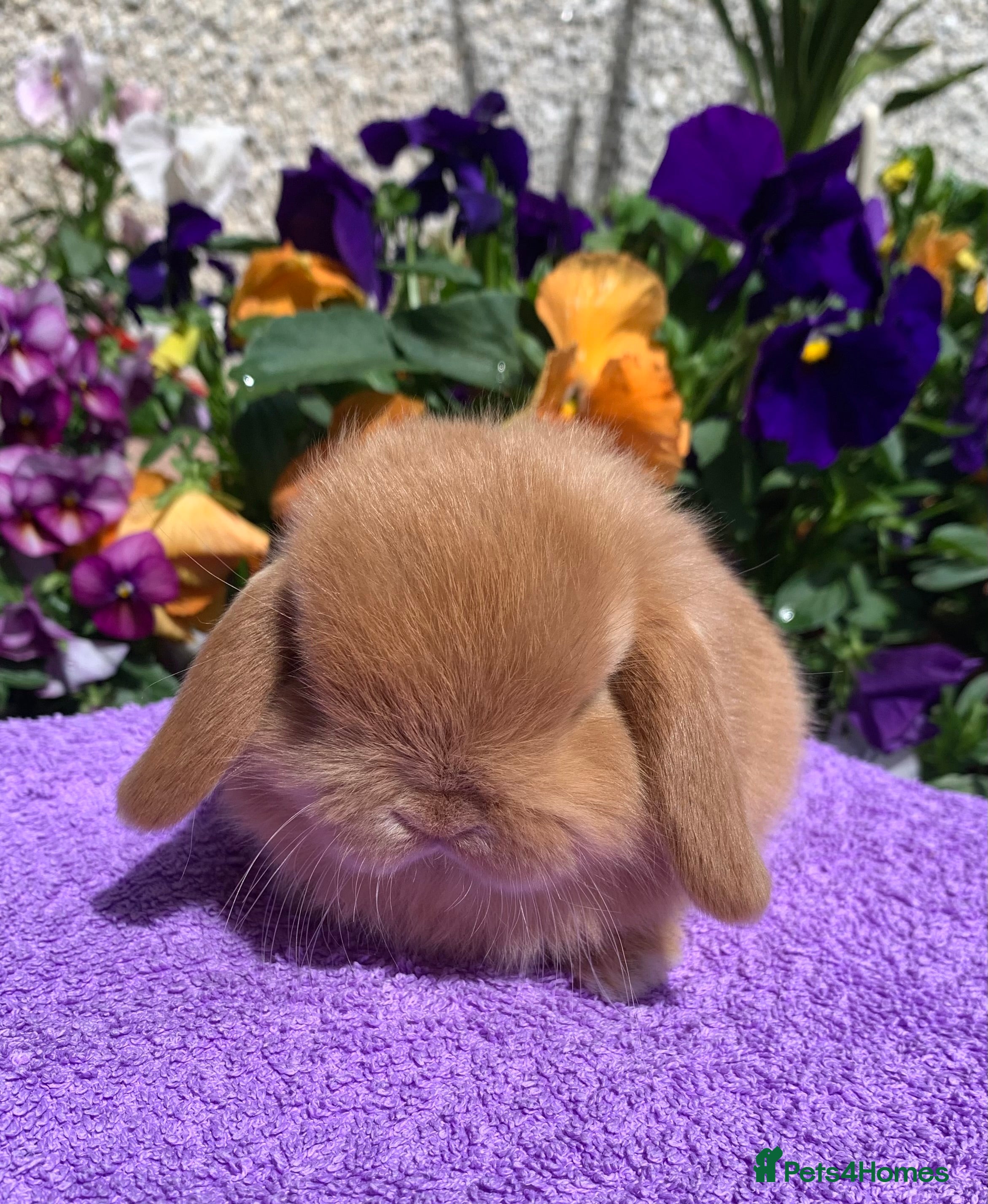 Mini Lop rabbits Gorgeous purebred baby mini lops ready to reserve - Advert 8