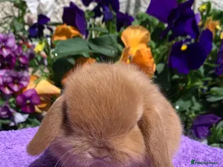 Mini Lop rabbits Gorgeous purebred baby mini lops ready to reserve - Advert 8