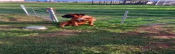 Boxer dogs for stud: KC Health Tested Proven Stud bobtail - Advert 4