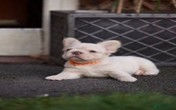 French Bulldog dogs for sale: Fluffy French bulldogs pending pink & testable  - Image 1