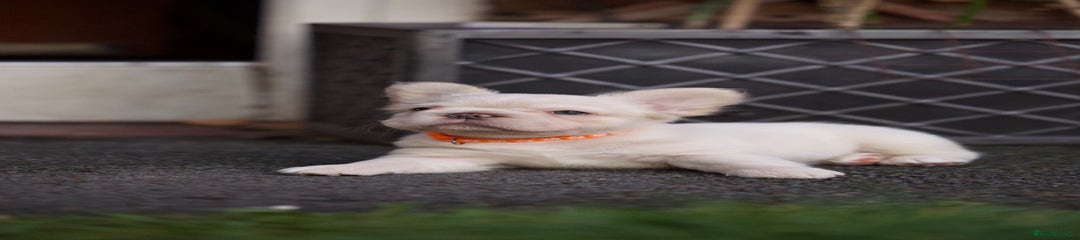 White 🪢fluffy girl carrying testable 