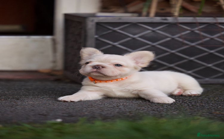 French Bulldog dogs - Advert 10