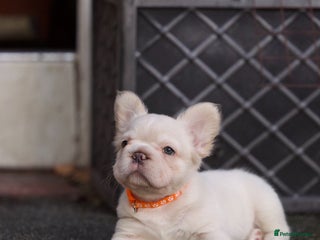 French Bulldog dogs - Advert 5