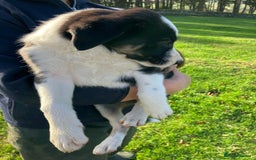 Border Collie dogs for sale: Beautiful Border Collie Puppies - Image 4