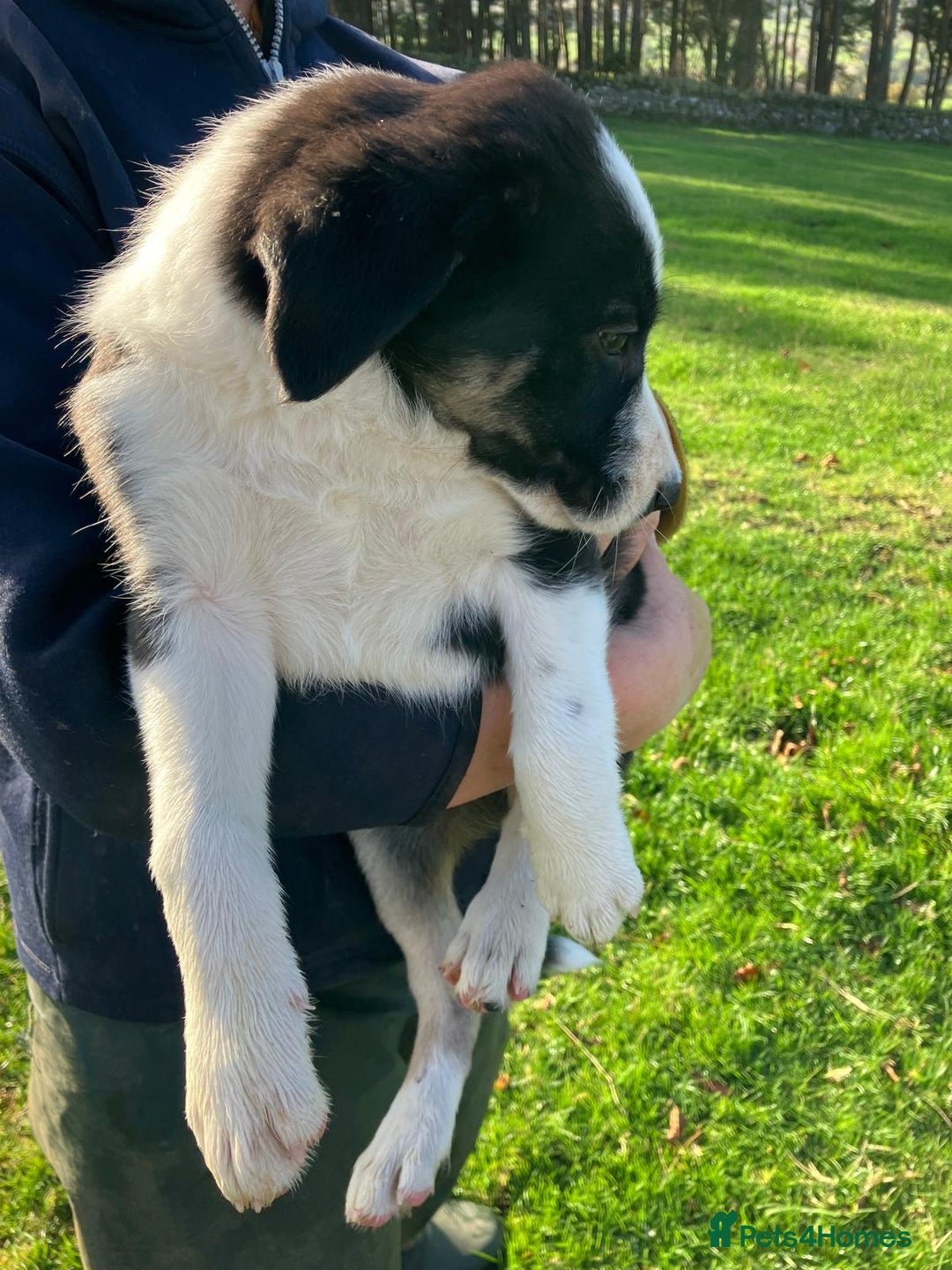 Border Collie dogs for sale: Beautiful Border Collie Puppies - Image 4