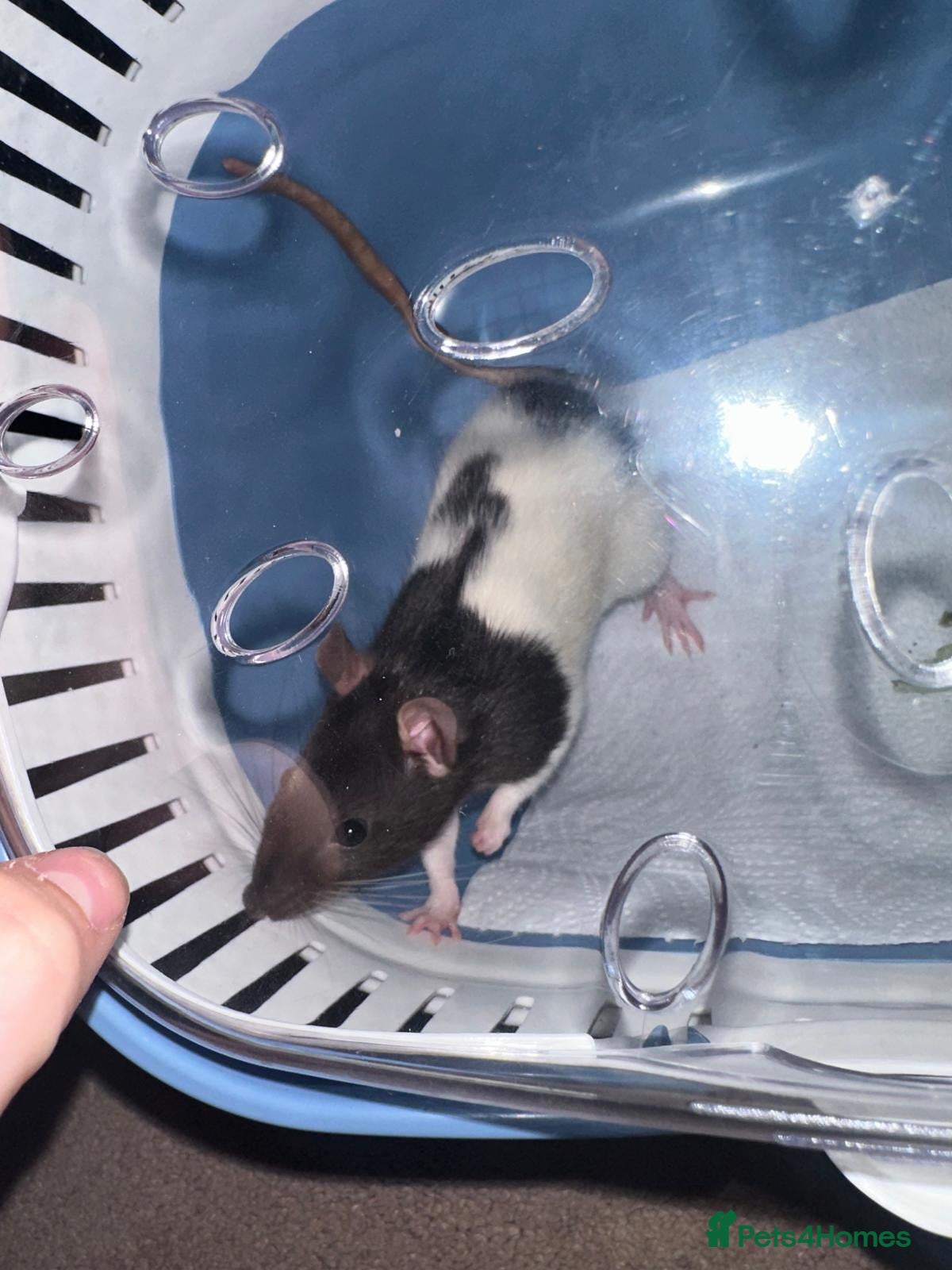 Rat rodents Female rat needs a home - Advert 12