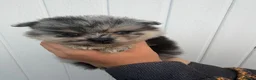 Pomeranian dogs for sale: Rare Blue eye Merle, husky type Black pomeranians  - Advert 13