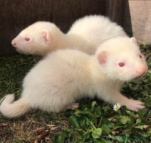 Ferret rodents in Chelmsford - Advert 17