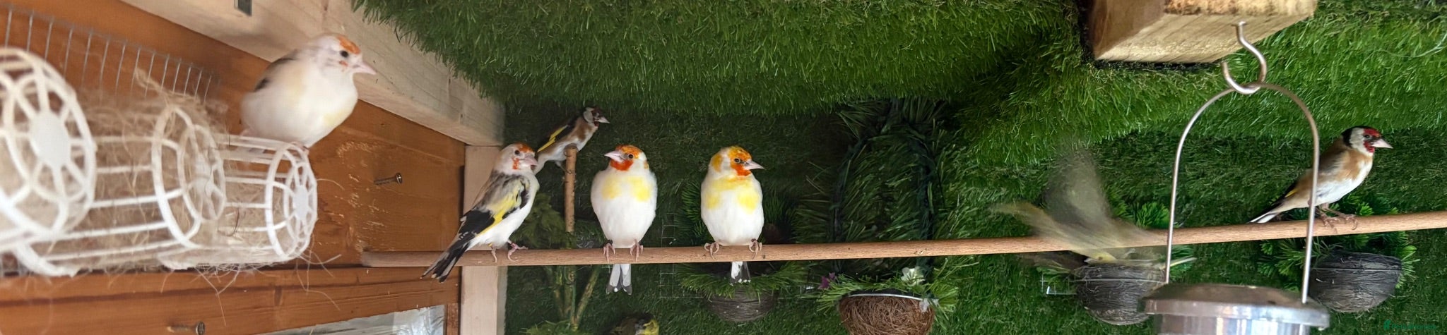 Mixed Breed birds Canary, finches and more  - Advert 2