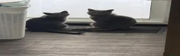 British Shorthair cats for sale: Blue/grey British Shorthair kitten  - Advert 6