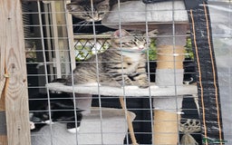 Mixed Breed cats for sale: 2 x Kittens ** urgently need rehoming**  - Image 6