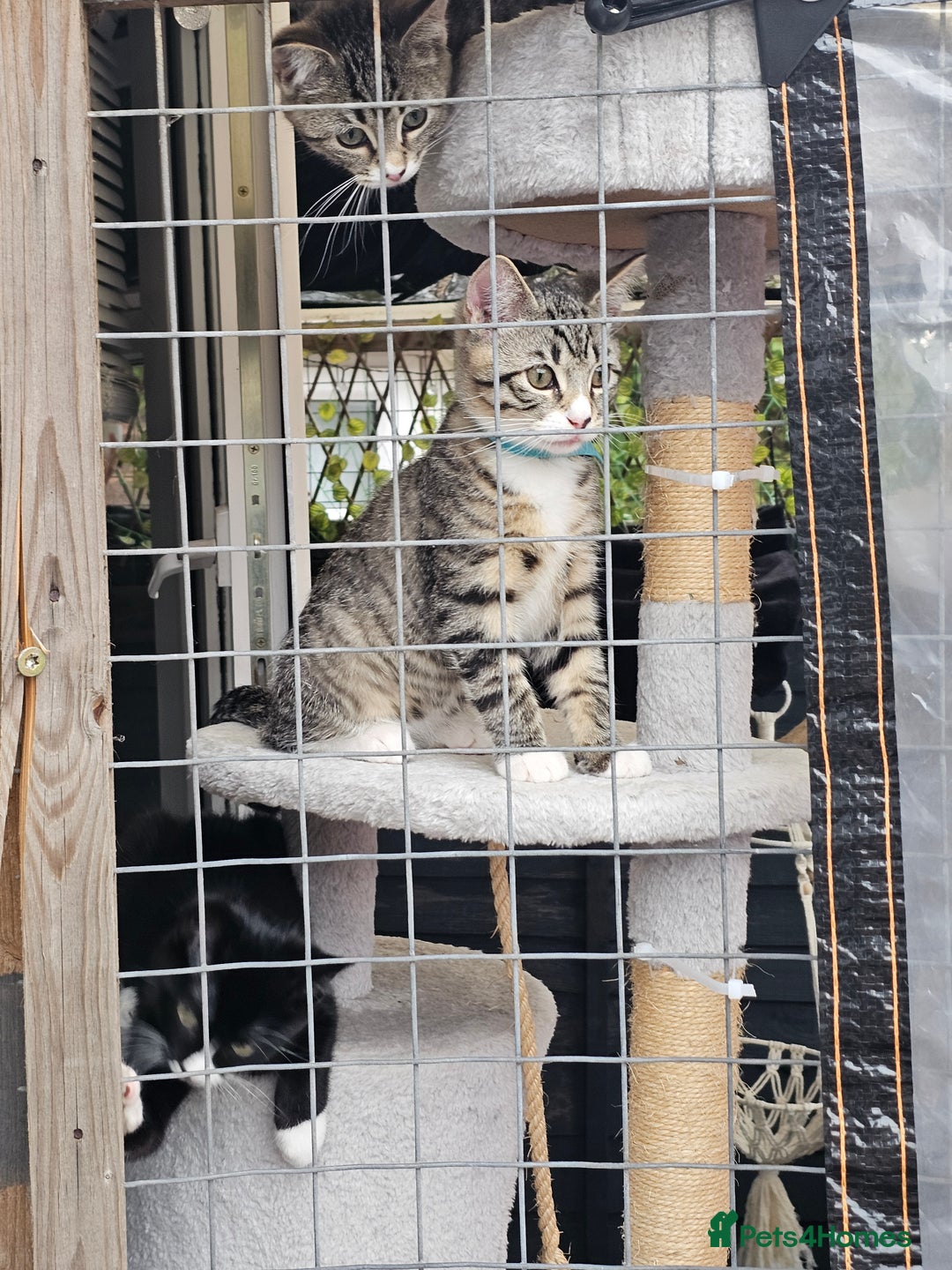 Mixed Breed cats for sale: 2 x Kittens ** urgently need rehoming**  - Image 6
