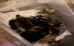Mixed Breed cats for sale: Kittens for sale ready to go now   - Image 20