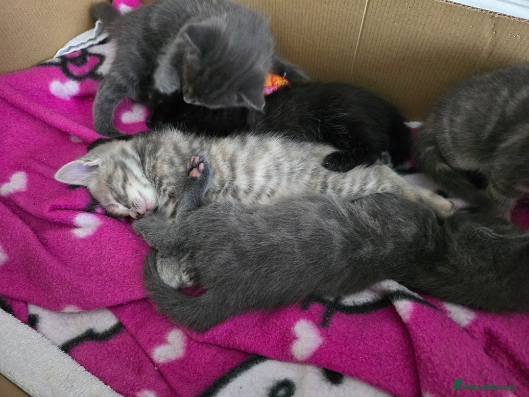Mixed Breed cats for sale: 5 beautiful kittens looking for their forever home - Image 8