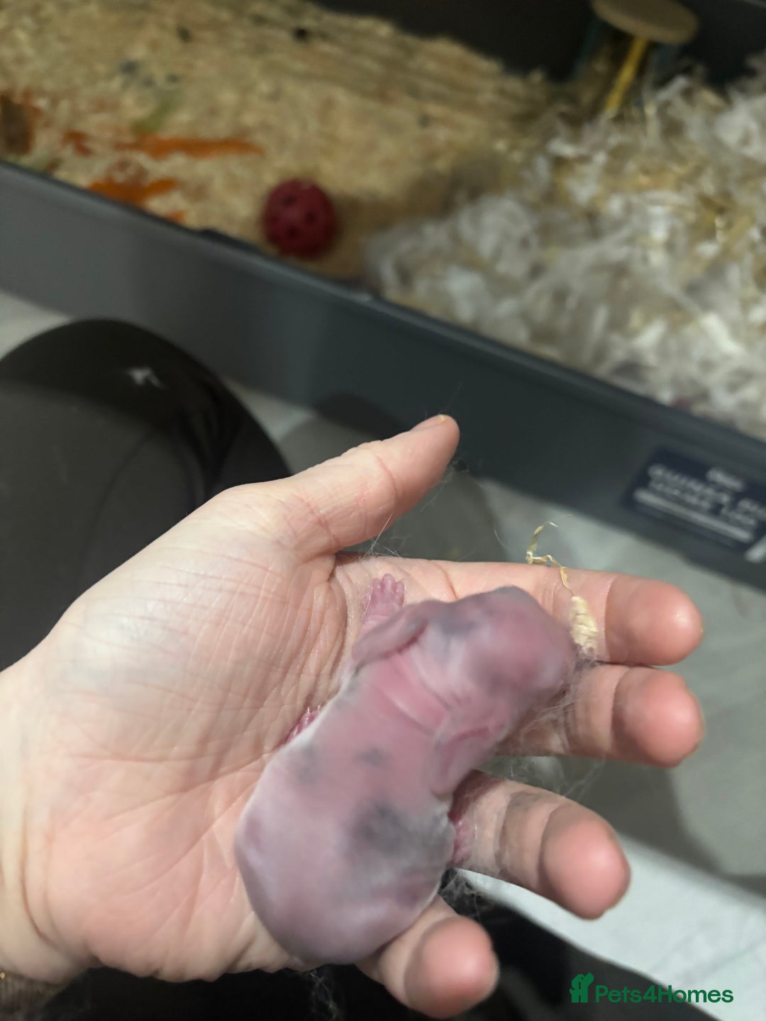 English Lop rabbits for sale: 4 baby rabbits  - Advert 9