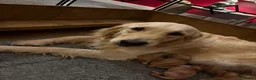 Golden Retriever dogs for sale: Golden Retriever Puppies  - Advert 5