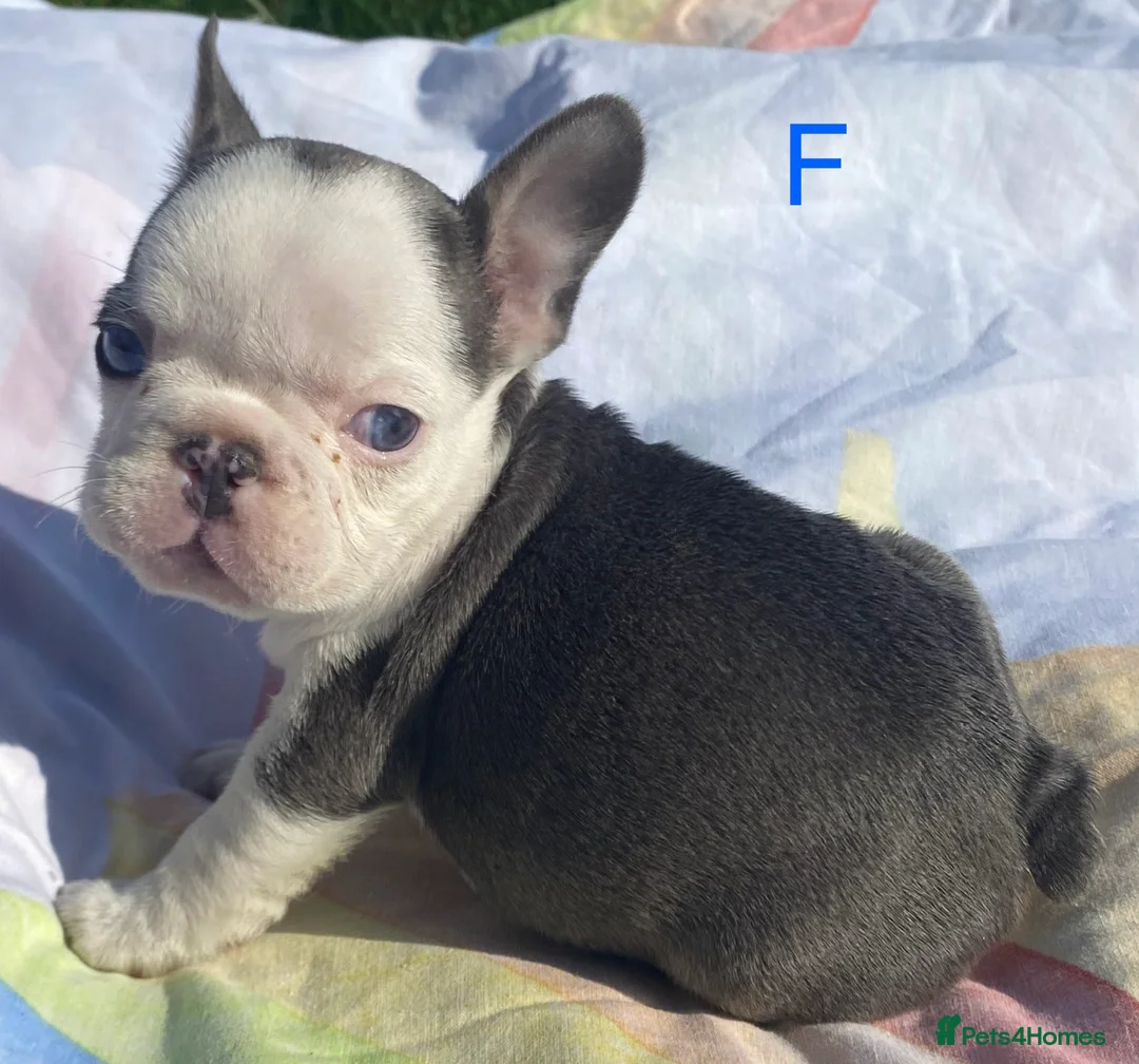 French Bulldog dogs for sale: French bulldog puppies - 3 boys/3 girls - Advert 2