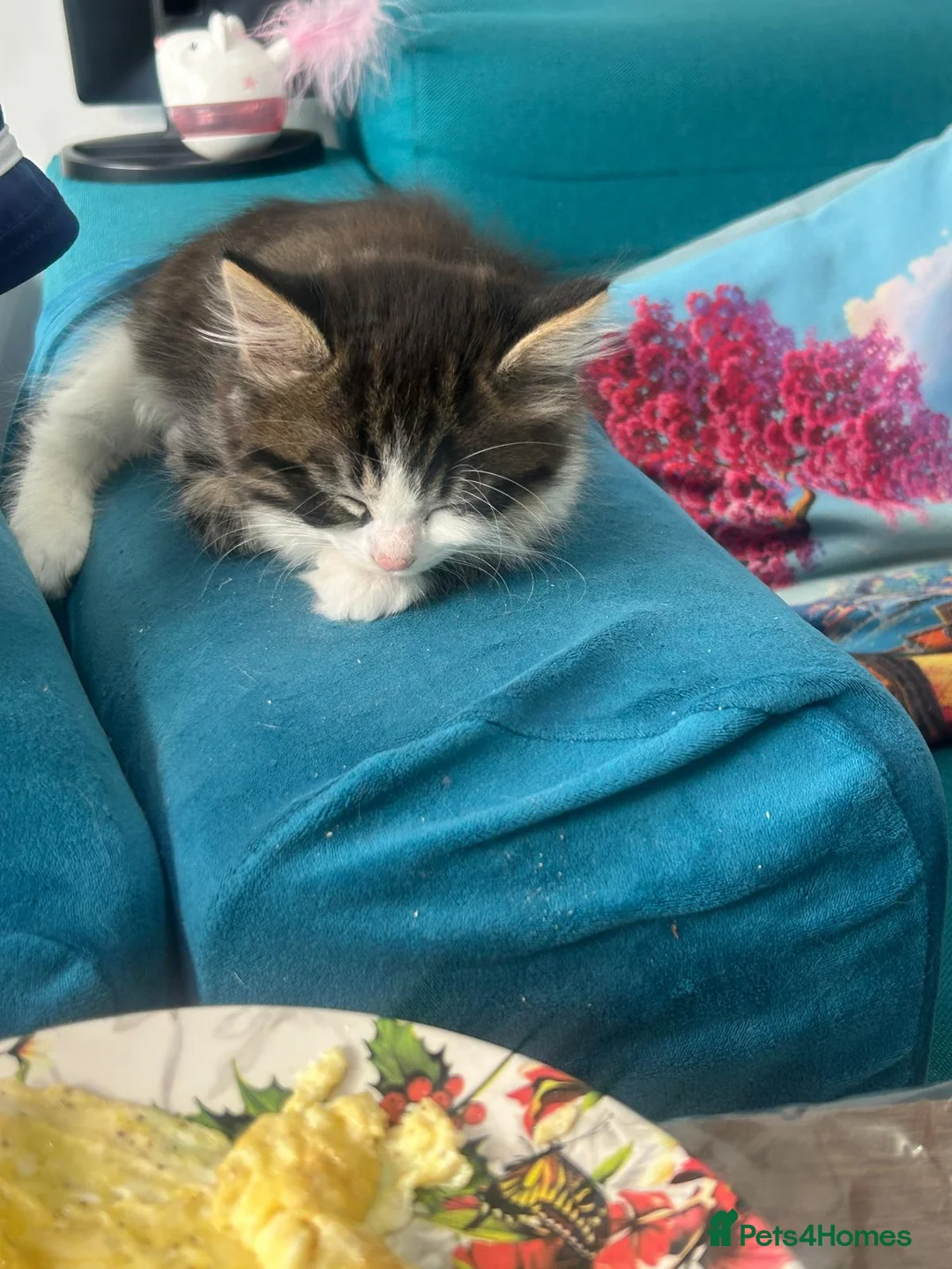 Mixed Breed cats for sale: Stripped British Shorthair & longhair kittens - Advert 4