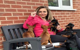 Miniature Pinscher dogs for sale: PURE 100% Miniature Pinscher , KC-reg, DNA tested in Manchester - Image 1