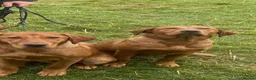 Labrador Retriever dogs for sale: Quality Kc Fully Health Tested Labrador Puppies  - Advert 13