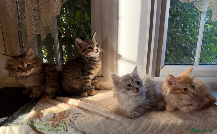 Siberian cats - Advert 1