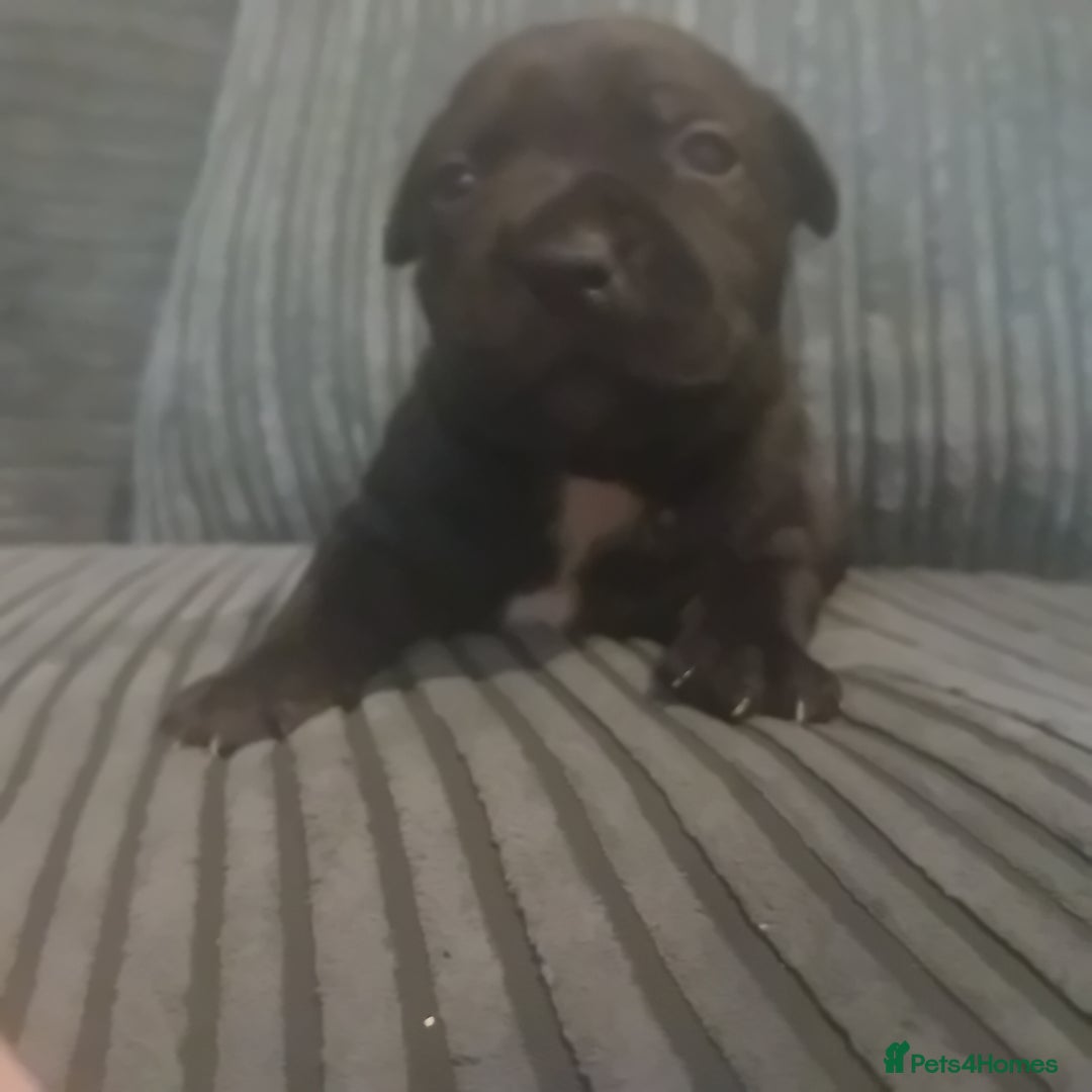 Staffordshire Bull Terrier dogs for sale: Staffordshire bull terrier pups  - Advert 4