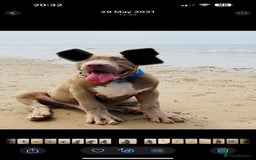 Mixed Breed dogs for sale: 4 year old male bully cross - Advert 1