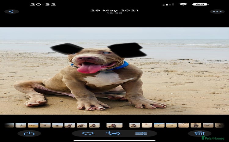 Mixed Breed dogs 4 year old male bully cross - Advert 2