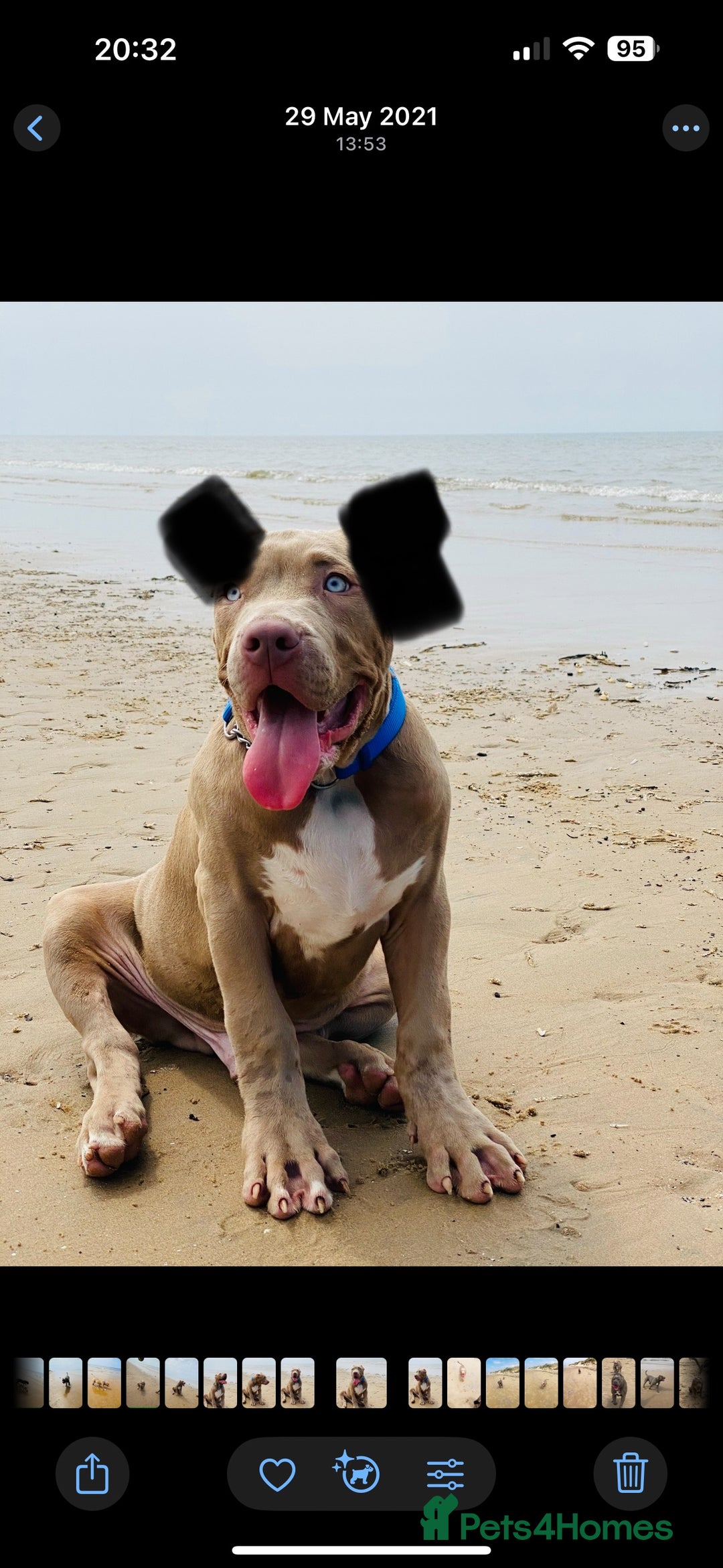 Mixed Breed dogs for sale: 4 year old male bully cross - Advert 1