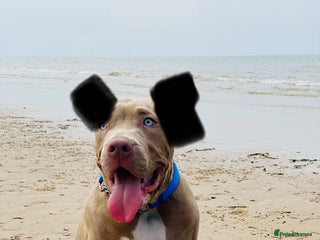 Mixed Breed dogs 4 year old male bully cross - Advert 2