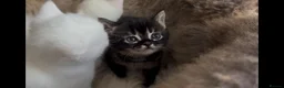 Munchkin cats for sale: Sweetest Personality Guaranteed-Fur Babies 🤗 - Advert 14