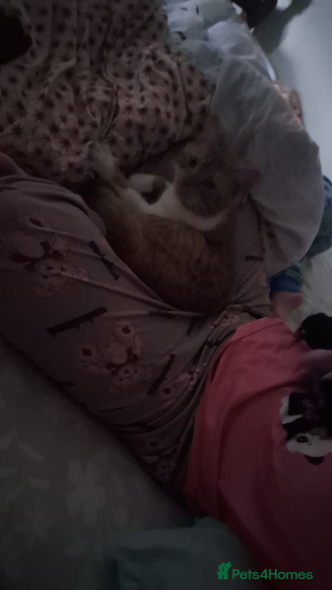 Mixed Breed cats for sale: Ginger cat for sale  - Advert 3