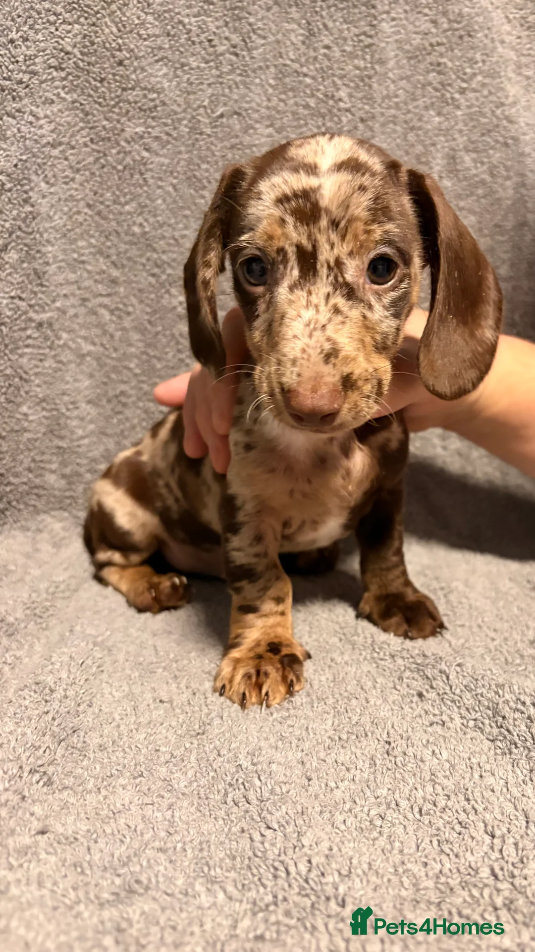 Miniature Dachshund dogs for sale: Miniature dachshunds  - Advert 2