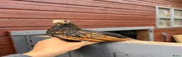Chickens poultry for sale: Beautiful Sebright Chicken Pair - Advert 4